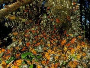 comunidades de insectos